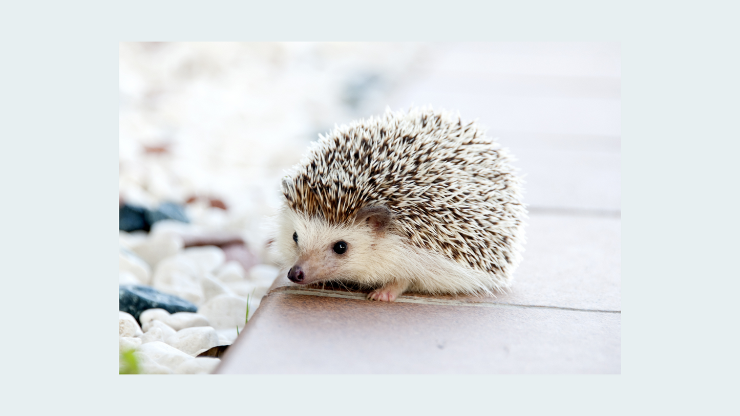 Eternal Tributes: Small Pet Cremation Package (Up to 25 lbs.)