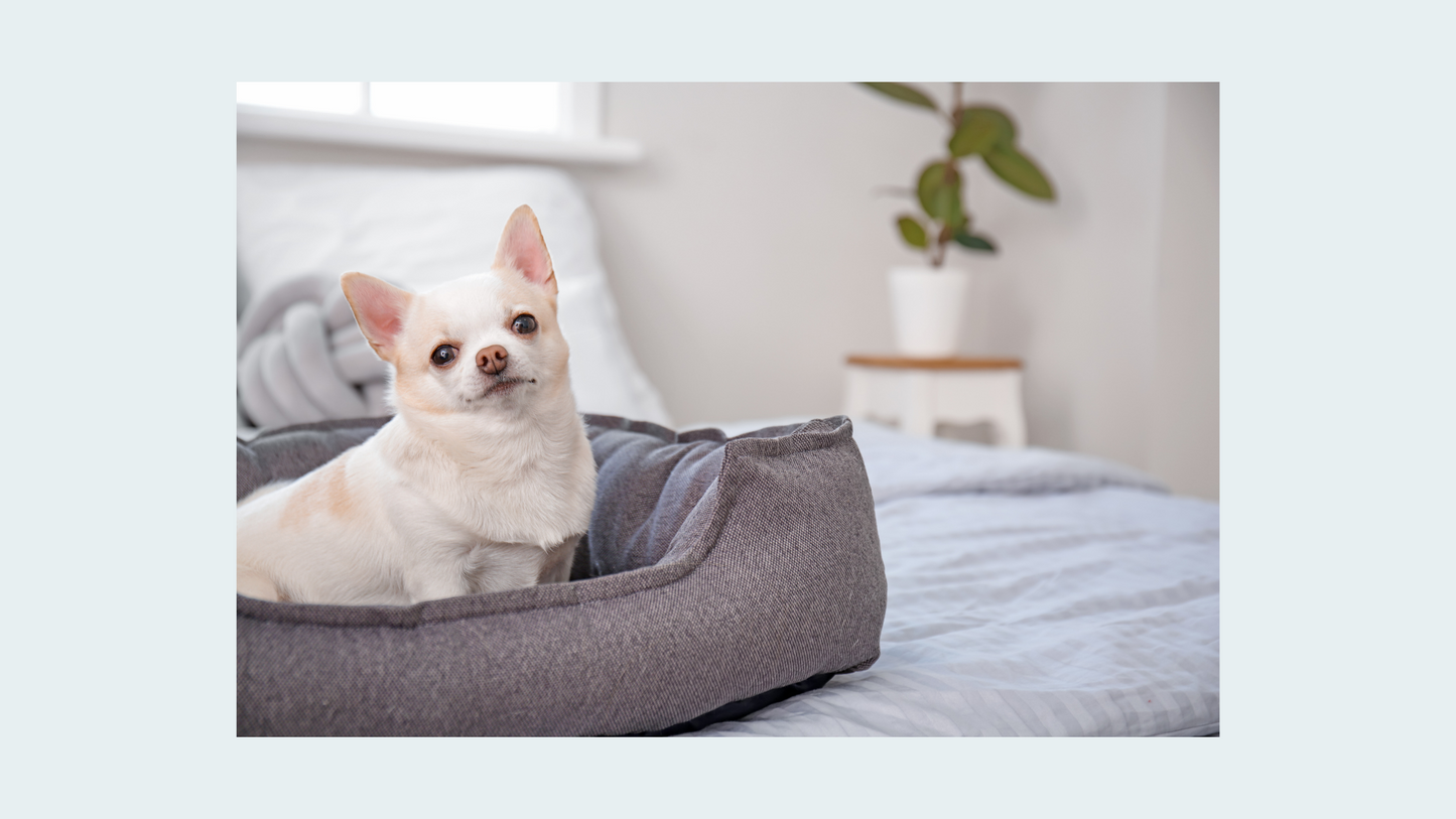 Eternal Tributes: Small Pet Cremation Package (Up to 25 lbs.)