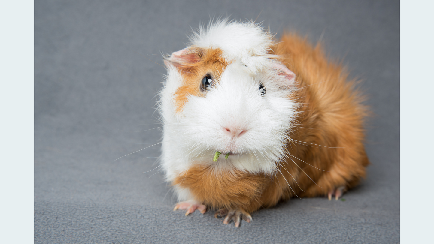 Eternal Tributes: Small Pet Cremation Package (Up to 25 lbs.)