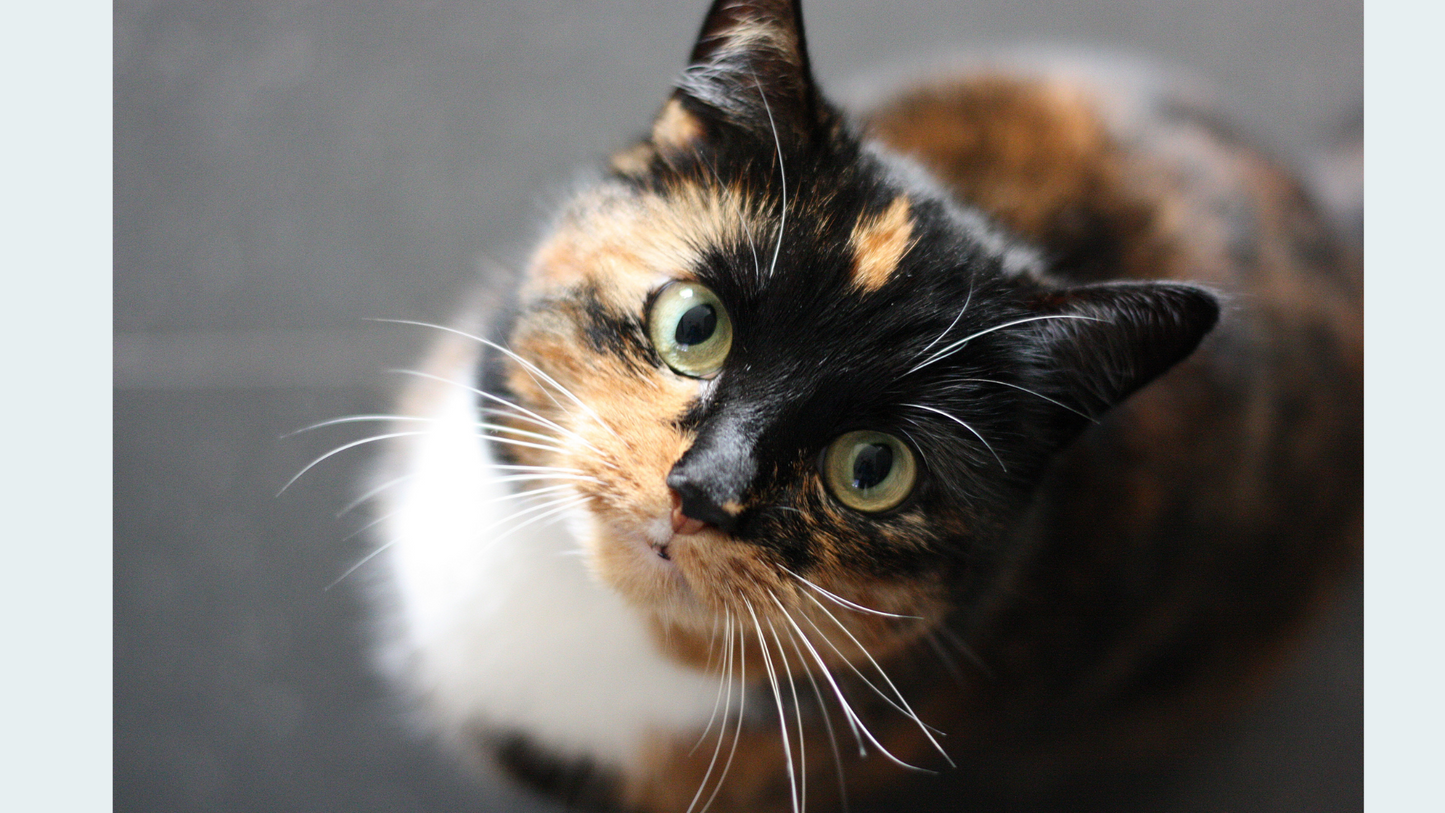 Eternal Tributes: Small Pet Cremation Package (Up to 25 lbs.)