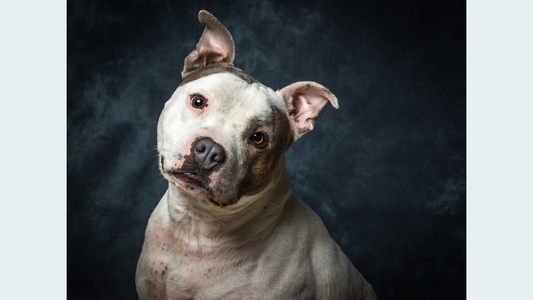 Treasured Memories: Large Pet Cremation Package (Up to 150 lbs.)