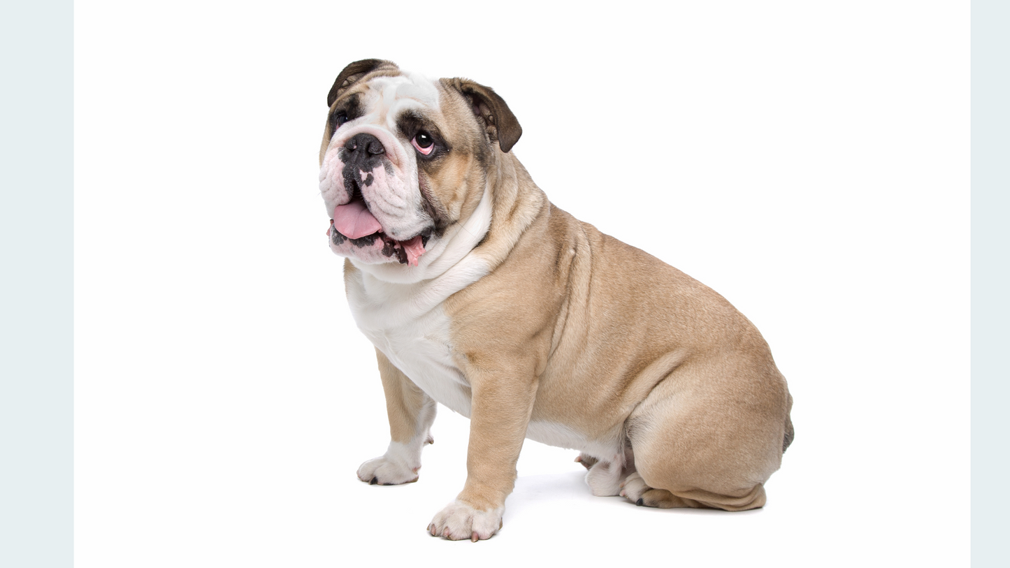 Forever Cherished: Medium Pet Cremation Package (Up to 60 lbs.)