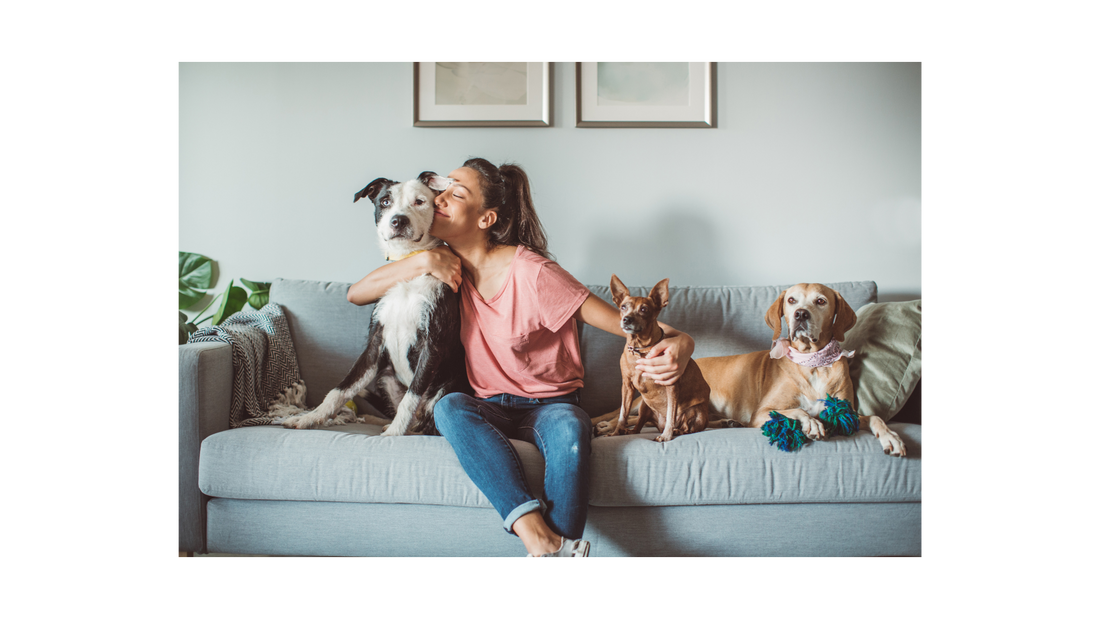 Pawsitively Remembered: Celebrating the Lives of Our Furry Friends