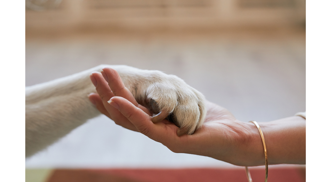 When Pets Pass Away at Home
