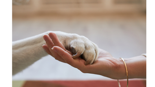 When Pets Pass Away at Home
