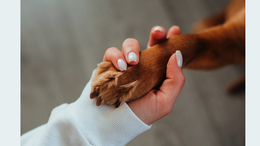 A Guide to Pet Cremation: Your Next Steps Checklist