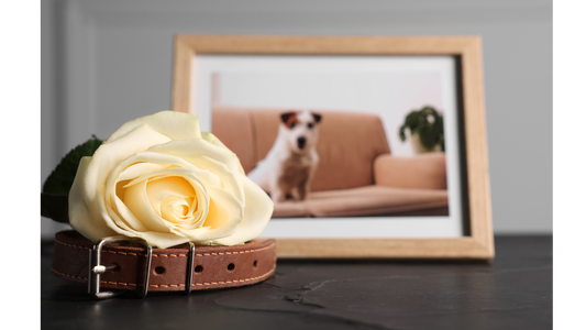 The Personal Touch: Why Choosing a Small Business Like Santa Clarita Pet Cremation Matters
