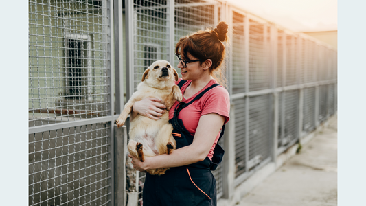 Healing Hearts: The Journey of Adoption After Loss with Santa Clarita Pet Cremation